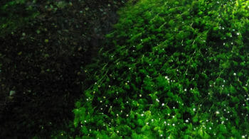 梅花藻ライトアップ