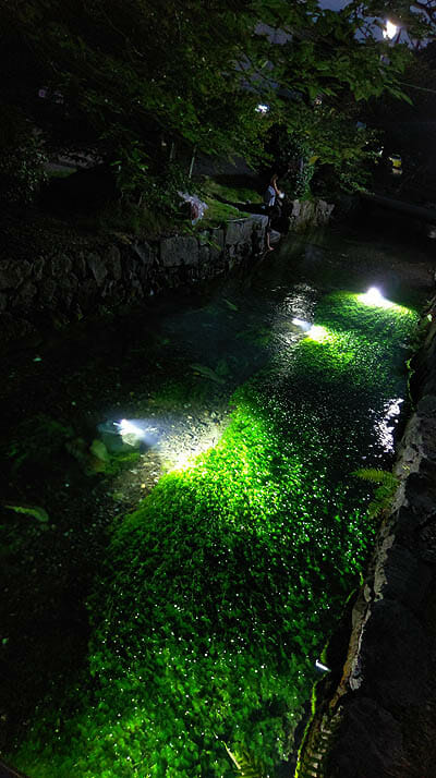 米原市醒井の夏の風物詩 梅花藻ライトアップで地蔵川に咲く花が神秘的に輝きます