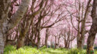 米原市のきゃんせの森で見る濃いピンクの八重桜が美しいお花見スポット