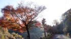 米原市奥伊吹の静かな紅葉スポット「寺谷ふれあい公園」
